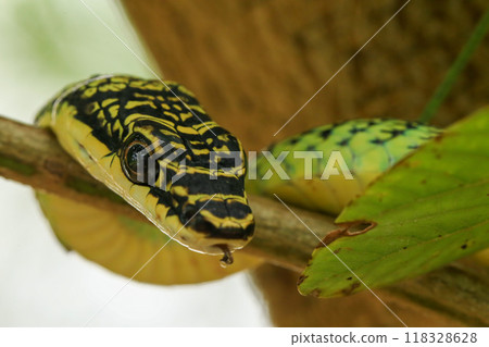 reptile, snake, animal 118328628