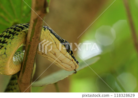 reptile, snake, animal 118328629