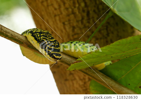 reptile, snake, animal 118328630