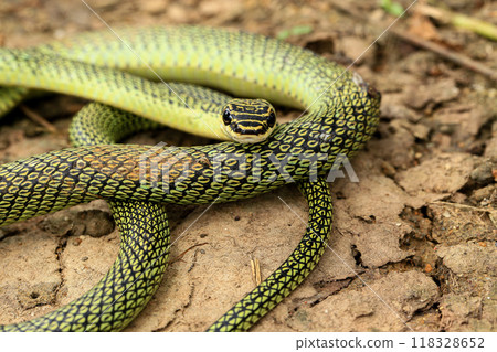 reptile, snake, animal 118328652