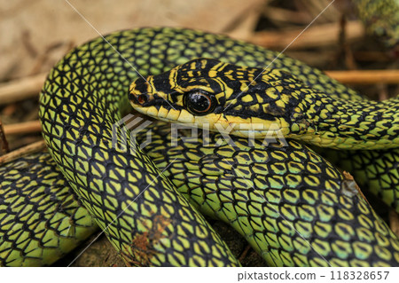 reptile, snake, animal 118328657