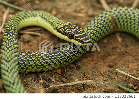 Close-up of the green snake ,Golden Tree Snake (Chrysopelea ornata) in the nature 118328661