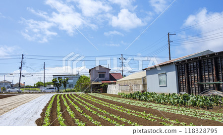 Farm in Sannohe, Miura City, Kanagawa Prefecture (Agriculture) Farm in Sannohe, Miura City, Kanagawa Prefecture (Agriculture) 118328795