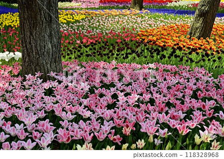 A flowerbed of tulips in full bloom at Hitachi Seaside Park A flowerbed of tulips in full bloom at Hitachi Seaside Park 118328968