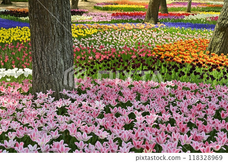 A flowerbed of tulips in full bloom at Hitachi Seaside Park 118328969