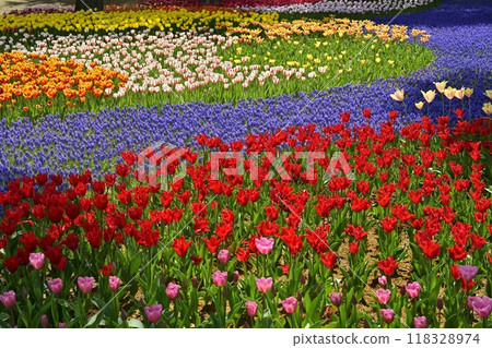 日立海濱公園鬱金香和穆斯卡里盛開的花壇 日立海濱公園鬱金香和穆斯卡里盛開的花壇 118328974