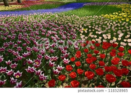 Blooming tulips and muscari flowerbeds at Hitachi Seaside Park Blooming tulips and muscari flowerbeds at Hitachi Seaside Park 118328985