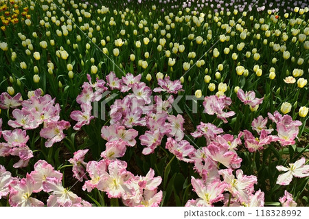 日立海濱公園盛開的鬱金香花壇 日立海濱公園盛開的鬱金香花壇 118328992