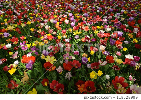 日立海濱公園盛開的鬱金香花壇 日立海濱公園盛開的鬱金香花壇 118328999