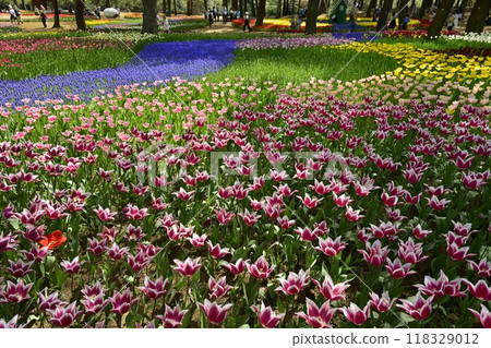 日立海濱公園盛開的鬱金香花壇 日立海濱公園盛開的鬱金香花壇 118329012