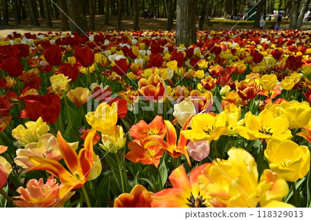 日立海濱公園盛開的鬱金香花壇 118329013