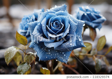 Blue rose with dew drops 118329374