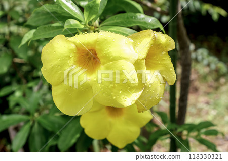 Ariakekasuzuru(夾竹桃科),開著令人印象深刻的亮黃色花朵 Ariakekasuzuru(夾竹桃科),開著令人印象深刻的亮黃色花朵 118330321