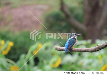 A kingfisher, a quiet bird, with a sunflower in the background A kingfisher, a quiet bird, with a sunflower in the background 118330402
