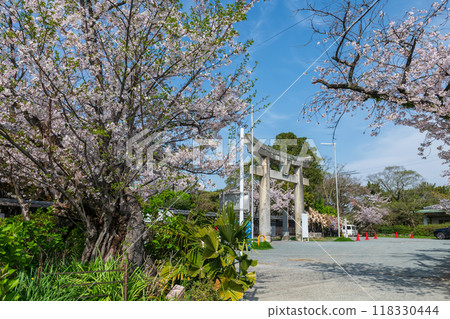 Torii gate of Terumo shrine cherry blossom tunnel at Nishi park, Fukuoka 118330444