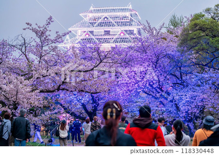 people visit chery sakura tree light up and Fukuoka Castle ruins people visit chery sakura tree light up and Fukuoka Castle ruins 118330448