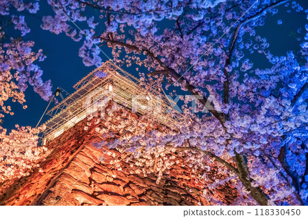 sakura tunnel light up and Fukuoka Castle ruins orange illusions sakura tunnel light up and Fukuoka Castle ruins orange illusions 118330450