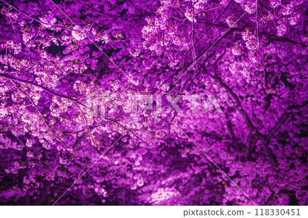 Cherry sakura blossom tunnel with pink light up in Maizuru park, Fukuoka 118330451
