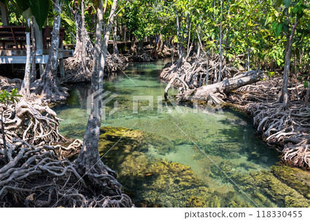 Mangrove forest and green clear water of Tha Pom, Krabi, Thailand Mangrove forest and green clear water of Tha Pom, Krabi, Thailand 118330455