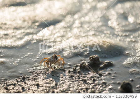 Little crab walk on sand beach with blur sea bokeh at sunset, Krabi, 118330459