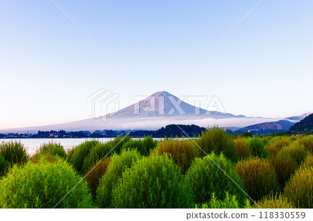 Kochia and Mt. Fuji seen from Oishi Park on Lake Kawaguchi in the early morning 118330559