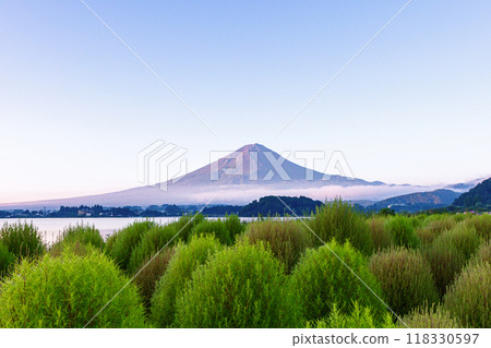 Kochia and Mt. Fuji seen from Oishi Park on Lake Kawaguchi in the early morning 118330597