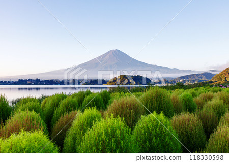 清晨從河口湖大石公園看到的地膚和富士山 118330598