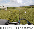 Birds and rice harvesting 118330692