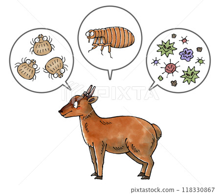 麂和寄生蟲(蟎蟲、跳蚤、病原體) 麂和寄生蟲(蟎蟲、跳蚤、病原體) 118330867