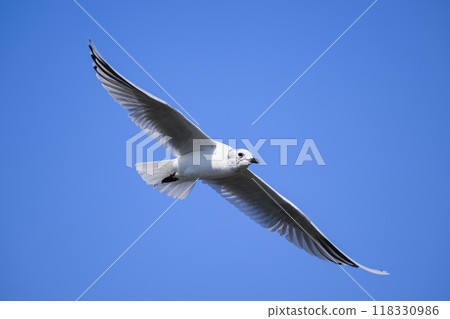 黑背鷗蛻變成夏季羽毛時飛翔 118330986
