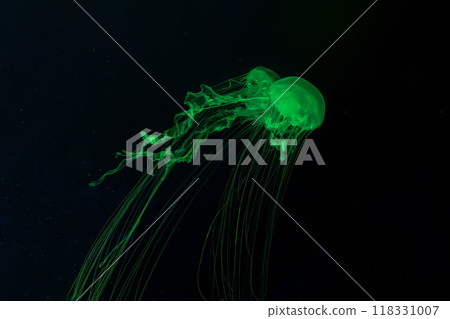 Two Atlantic sea nettle jellyfish swimming underwater aquarium pool with bright green neon light Two Atlantic sea nettle jellyfish swimming underwater aquarium pool with bright green neon light 118331007