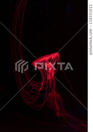 Fluorescent jellyfish swimming underwater aquarium pool with red neon light. Fluorescent jellyfish swimming underwater aquarium pool with red neon light. 118331011