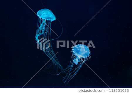 Two Atlantic sea nettle jellyfish swims in illuminated aquarium with blue neon lighting Two Atlantic sea nettle jellyfish swims in illuminated aquarium with blue neon lighting 118331023