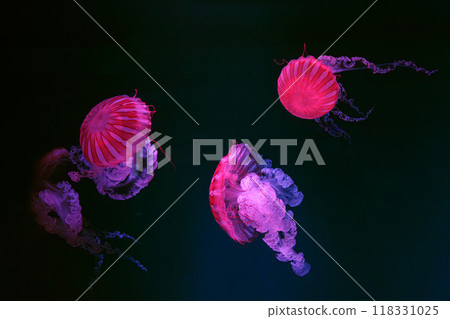 Three Jellifish South american sea nettle, Chrysaora plocamia swimming in aquarium with illumination 118331025