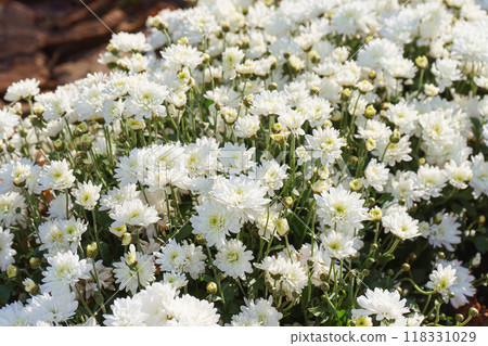 Fresh bright white chrysanthemums bushes in autumn garden, flowerbed Fresh bright white chrysanthemums bushes in autumn garden, flowerbed 118331029