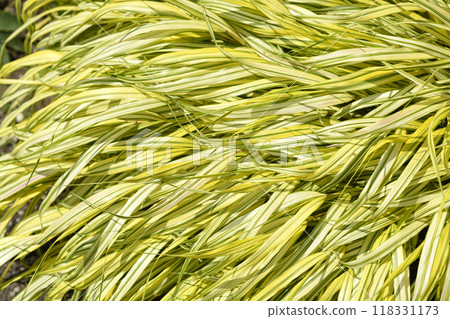 Hakone grass Aureola 118331173