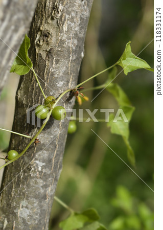 Common smilax 118331174