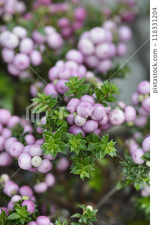 Prickly heath 118331204