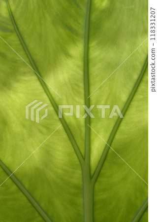 Giant alocasia Giant alocasia 118331207