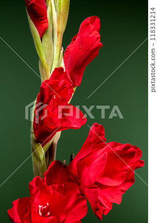 Blooming red gladiolus Oscar on a green background 118331214