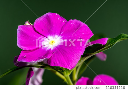 Blooming pink Catharanthus on a green background 118331218