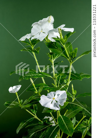 Blooming white Catharanthus on a green background Blooming white Catharanthus on a green background 118331221