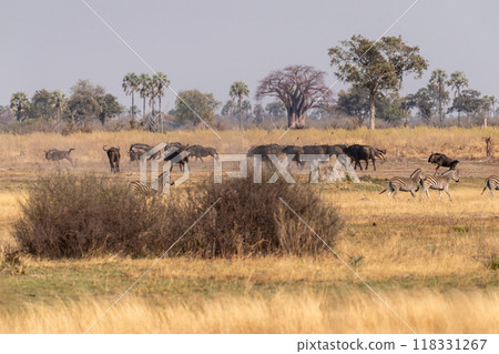 Wildebeest in the Okavango Delta Wildebeest in the Okavango Delta 118331267