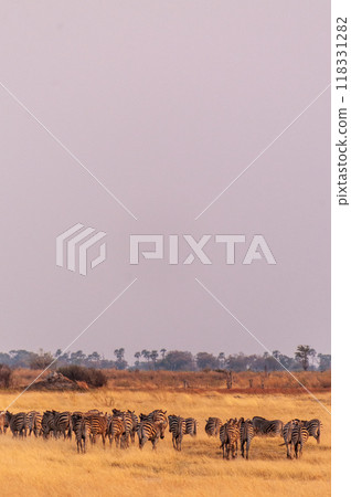 A herd of Zebras roaming the Okavango Delta A herd of Zebras roaming the Okavango Delta 118331282