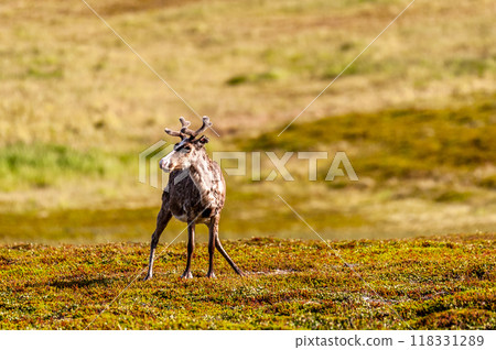 Reindeer in Northern Norway 118331289