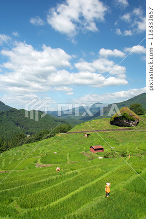 Maruyama Senmaida in summer with white clouds floating in the blue sky 118331657