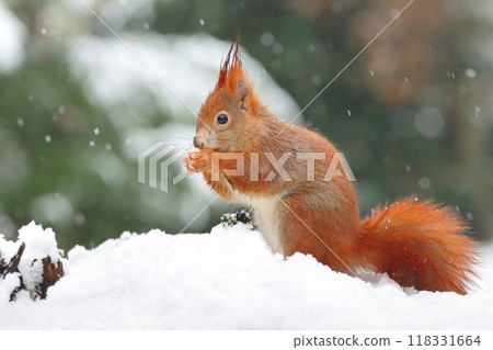 Beautiful red squirrel in wet snow Beautiful red squirrel in wet snow 118331664