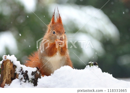 Beautiful red squirrel in wet snow Beautiful red squirrel in wet snow 118331665