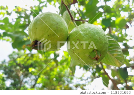 close up of green guava on tree 118331693
