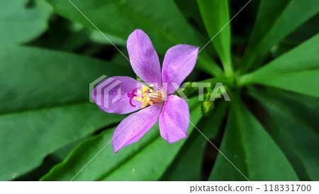 purple flower with green leaf background  118331700